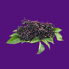 Elderberry Syrup