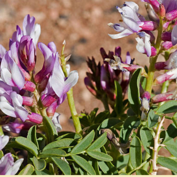 Astragalus Root Tincture