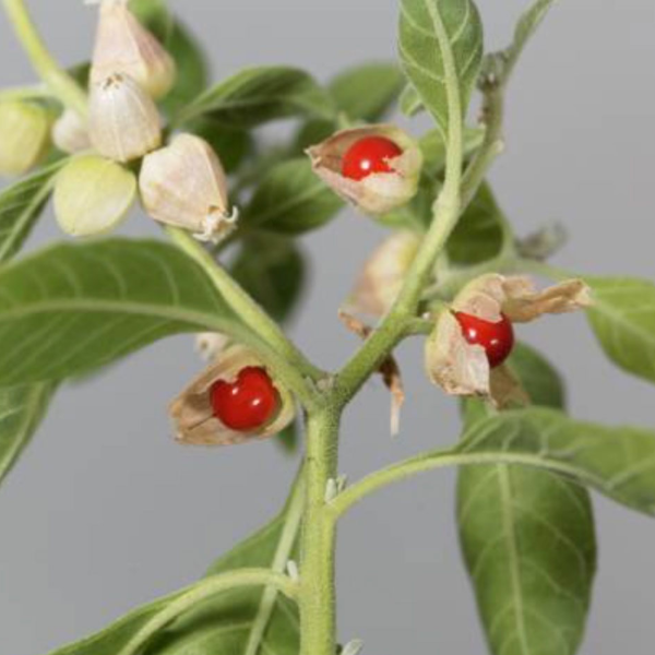 Ashwagandha Root Tincture