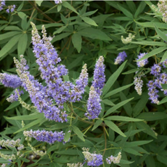 Vitex (Chaste Tree Berry) Tincture