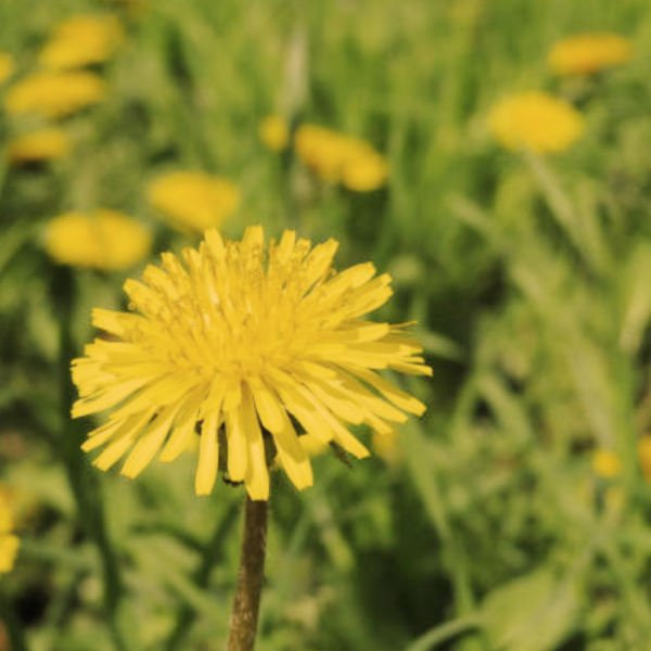 Dandelion Root Tincture